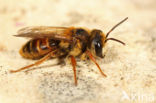 Andrena variabilis