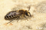 Colletes sierrensis