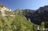 Gorges du Verdon