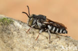 Coelioxys afer