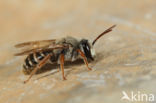 Andrena variabilis