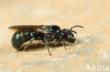 Ceratina gravidula