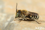 Megachile apicalis