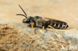 Halictus alfkenellus