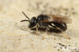 Lasioglossum crassepunctatum