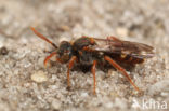 Nomad bee