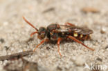 Nomad bee