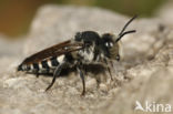 Grote kegelbij (Coelioxys conoidea)