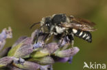 Coelioxys conoidea