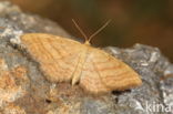 Bright Wave (Idaea ochrata)