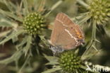 Wegedoornpage (Satyrium spini)