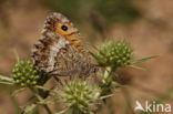 False Grayling (Arethusana arethusa)