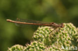 Orange White-legged Damselfly (Platycnemis acutipennis)