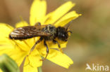 Grote roetbij (Panurgus banksianus)