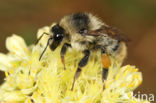 Boshommel (Bombus sylvarum)