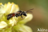 Lasioglossum interruptum