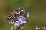 Coelioxys afer