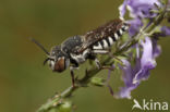 Coelioxys afer