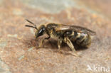 Groepjesgroefbij (Lasioglossum malachurum)