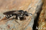 Klokjesgroefbij (Lasioglossum costulatum)