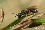 Lasioglossum cupromicans