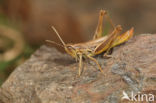 Sharp-tailed Grasshopper (Euchorthippus declivus)