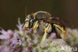 Grote wolbij (Anthidium manicatum)