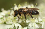 Roodrandzandbij (Andrena rosae)