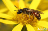 Gewone geurgroefbij (Lasioglossum calceatum)