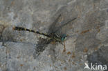 Blue-eyed Hook-tailed Dragonfly (Onychogomphus uncatus)