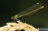 Iberische beekjuffer (Calopteryx xanthostoma)