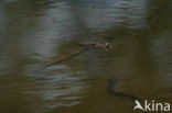 Viperine snake (Natrix maura)