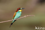 European Bee-eater (Merops apiaster)