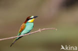 European Bee-eater (Merops apiaster)