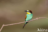 European Bee-eater (Merops apiaster)