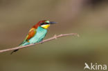 European Bee-eater (Merops apiaster)