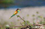 European Bee-eater (Merops apiaster)