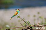 European Bee-eater (Merops apiaster)