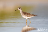 Wood Sandpiper (Tringa glareola)