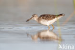 Wood Sandpiper (Tringa glareola)