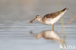 Wood Sandpiper (Tringa glareola)