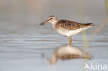 Wood Sandpiper (Tringa glareola)