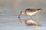 Wood Sandpiper (Tringa glareola)