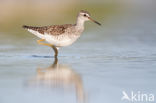 Wood Sandpiper (Tringa glareola)