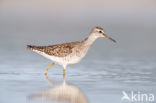 Wood Sandpiper (Tringa glareola)