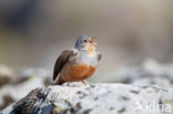 Bruinkeelortolaan (Emberiza caesia)