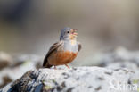 Bruinkeelortolaan (Emberiza caesia)