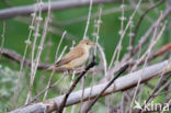 Bosrietzanger (Acrocephalus palustris)