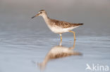 Wood Sandpiper (Tringa glareola)