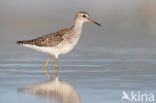 Wood Sandpiper (Tringa glareola)